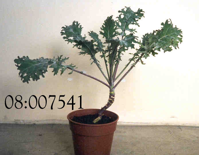 PLANT